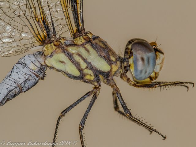 100 1897 Palpopleura deceptor Deceptive Widow Male Close up RNR GP RSA Mch 2018r 6