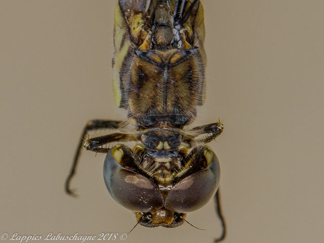 100 1900 Palpopleura deceptor Deceptive Widow Male Close up RNR GP RSA Mch 2018r 16