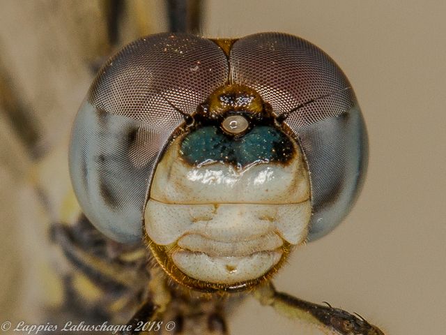 100 1903 Palpopleura deceptor Deceptive Widow Male Close up RNR GP RSA Mch 2018r 25