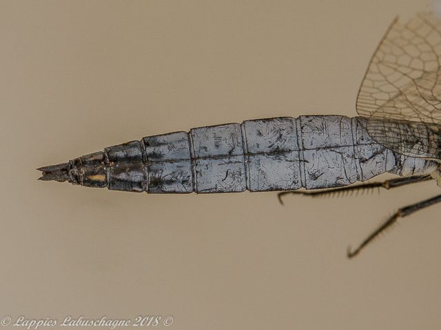 100 1905 Palpopleura deceptor Deceptive Widow Male Close up RNR GP RSA Mch 2018r 34
