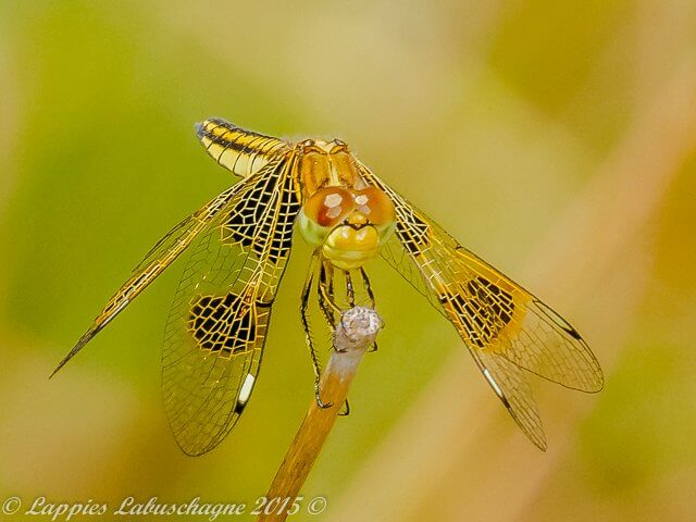 Yellow-veined Widow Palpopleura jacunda Female 100 2053 Palpopleura jacunda Yellow veined Widow Female Mooinooi NWP RSA Dec 2015r 7