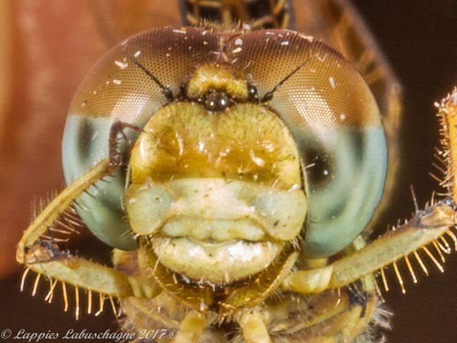 100 1952 Diplacodes pumila Dwarf Percherr Male Old Close up Hertzogbergr MP RSA Nov 2017r 12