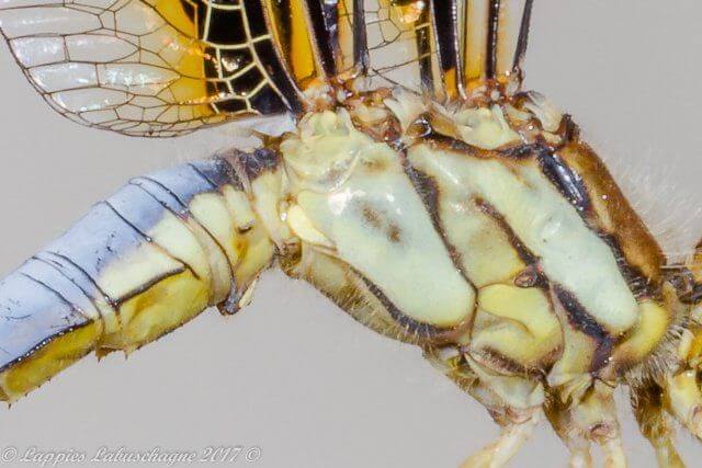 100 1738 Palpopleura jacunda Yellow veined Widow Male Close up Rustenburg LP RSA Sept 2017r 1