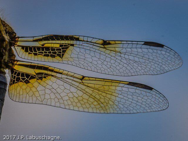 Yellow-veined Widow )Palpopleura jacunda) Male Wing Pattern Close up 100 1748 Palpopleura jacunda Yellow veined Widow Male Close up RNR Apr 2017r 9