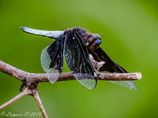 Palpopeura lucia, Lucia Widow Palpopleura lucia Lucia Widow