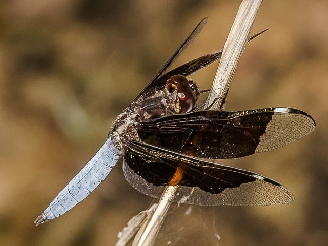 100 705 Palpopleura portia Lucia Widow Numu July 2015r 7