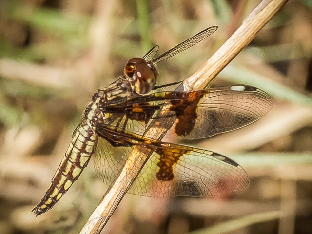 100 707 Palpopleura portia Lucia Widow Female Numu July 2015r 1