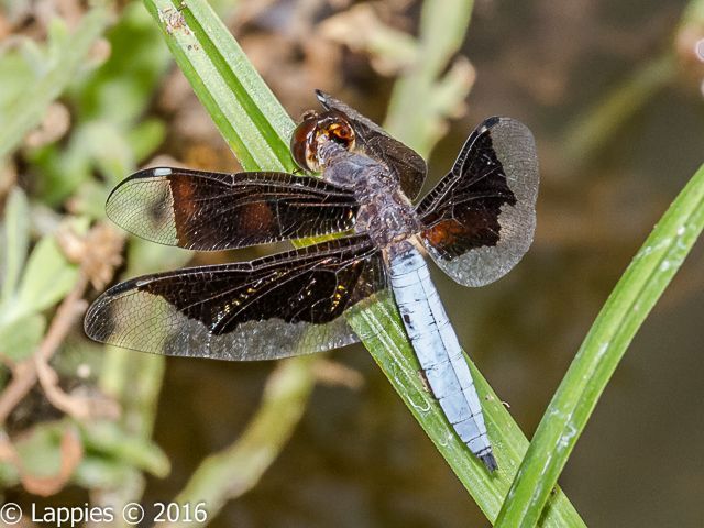 Lucia Widow (Palpopleura lucia) Male 100 741 Palpopleura lucia Lucia Widow Marloth Park Sept 2016 1r 1
