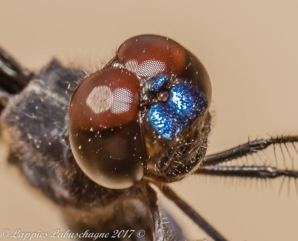 100 1215 Palpopleura lucia Lucia WidowMale Close up Kozi Bay KZN Mch 2017r 7
