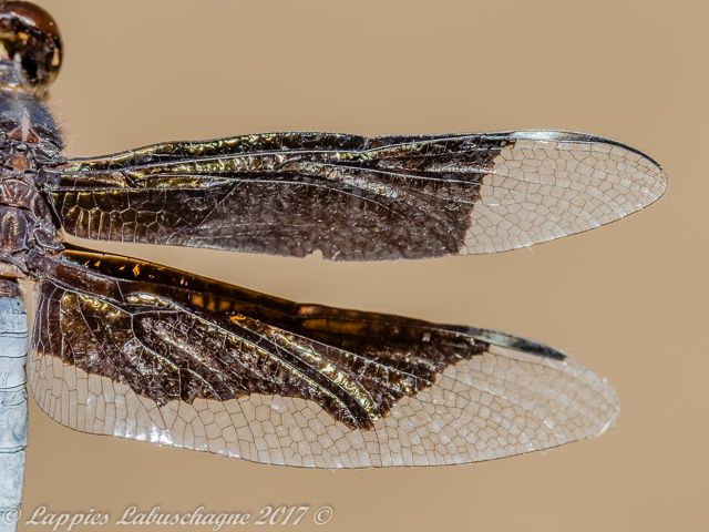 100 1220 Palpopleura lucia Lucia WidowMale Close up Kozi Bay KZN Mch 2017r 12