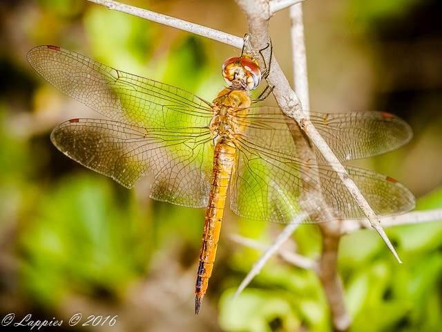 100 1641 Trithemis annulata Violet Dropwing Female Kosi bay KZN RSA Mch 2017r 5