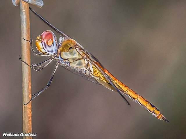 Pantala, Pantala flavescence, Female 102 509 2016 11 13 badplaas r1