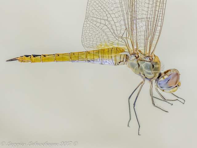 100 1645 Pantala flavescens Pantala Female Hertzogberg MP RSA Nov 2017r 3