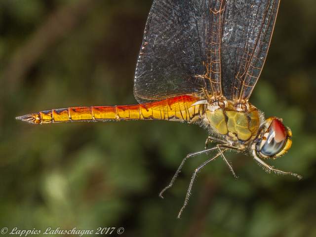 100 1653 Pantala flavescens Pantala Male Close up RNR GP RSA Dec 2017r 2