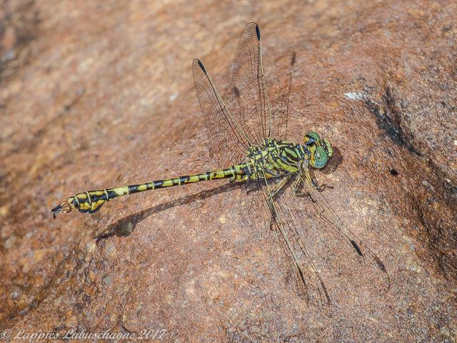Paragomphus cognatus Rock Hooktail Male Paragomphus cognatus Rock Hooktail Male