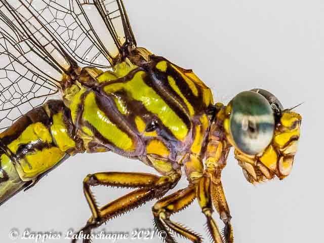 100 3567 Paragomphus cognatus Rock Hooktail Female Close up Verena MP RSA Nov 2021r 2