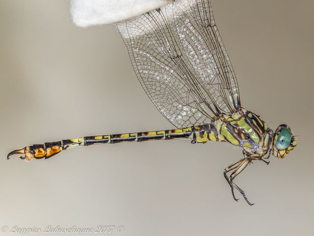 100 1465 Paragomphus cognatus Rock Hooktail Male Wilgerivier MP RSA Nov 2017r 3