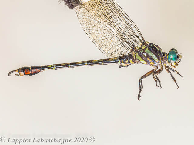 100 3552 Paragomphus cognatus Rock Hooktail Male Magoebaskloof LP RSA Jan 2020r 2