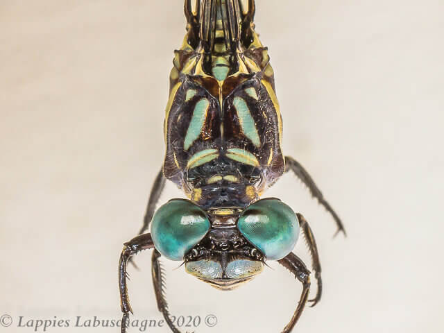 Paragomphus cognatus Rock Hooktail Male 100 3555 Paragomphus cognatus Rock Hooktail Male Magoebaskloof LP RSA Jan 2020r 11