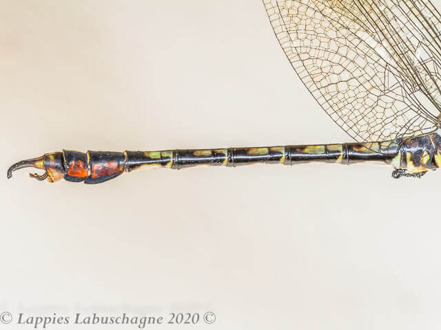 Paragomphus cognatus Rock Hooktail Male 100 3559 Paragomphus cognatus Rock Hooktail Male Magoebaskloof LP RSA Jan 2020r 24