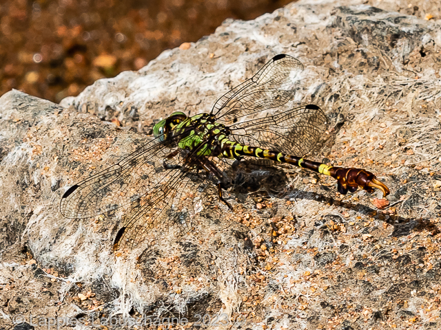 Paragomphus elpidius Corkscrew Hooktail Male Paragomphus elpidius Corkscrew Hooktail Male