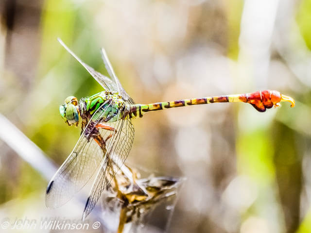 101 665 Paragomphus elpidius Corkscrew hooktail Phatograpger John Eilkinson 10