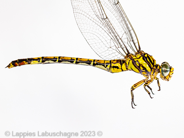 100 3640 Paragomphus elpidius Corckscrew Hooktail Famale Close up Verena MP RSA Jan 2023r 1