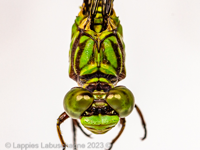 Paragomphus elpidius Corckscrew Hooktail Male Close up  1