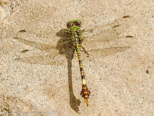 100 1884 Paragomphus genei Common Hooktail Male Bloemhof NWP RSA Apr 2015r 1