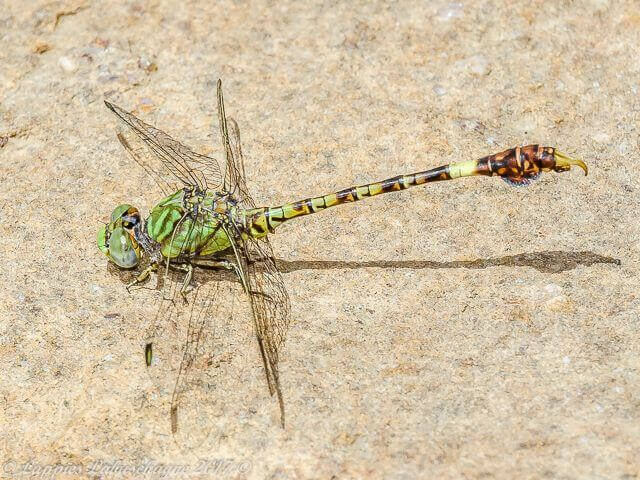 Paragomphus genei, Common Hooktail. Male 100 1884 Male Bloemhof NWP RSA Apr 2015r 1