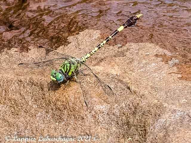 Common Hooktail (Paragomphus genei) Male Paragomphus genei Common Hooktail