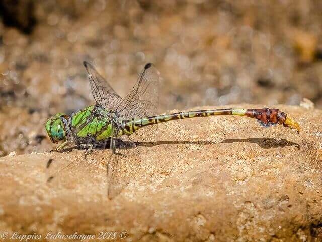 Paragomphus genei Common Hooktail 100 1892 Paragomphus genei Common Hooktail Zaagkuildrift NWP RSA Febr 2017r 5