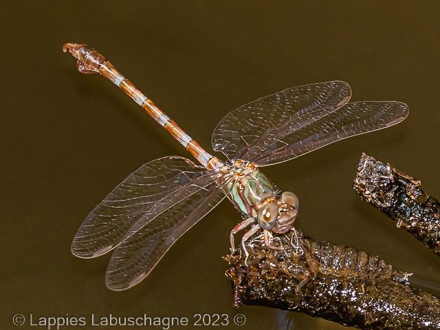 Paragomphus genei Common Hooktail Male Fresh 100 3691 Paragomphus genei Common Hooktail Male Fresh Marlothpark MP RSA Apr 2023r 1
