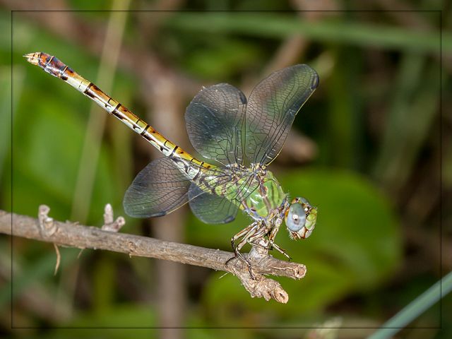 101 524A Paragomphus genei Common Hooktail Female Tshipise LP RSA March 2015
