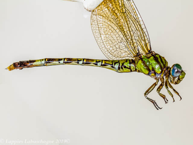 Common Hooktail (Paragomphus genei) Female 100 2587 Bang Neck KZN RSA Mch 2019r 4