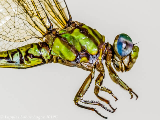 100 2588 Paragomphus genei Common Hooktail Female Close up Bang Neck KZN RSA Mch 2019r 7
