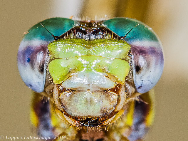 Paragomphus genei Common Hooktail Female 100 2591 Paragomphus genei Common Hooktail Female Close up Bang Neck KZN RSA Mch 2019r 16