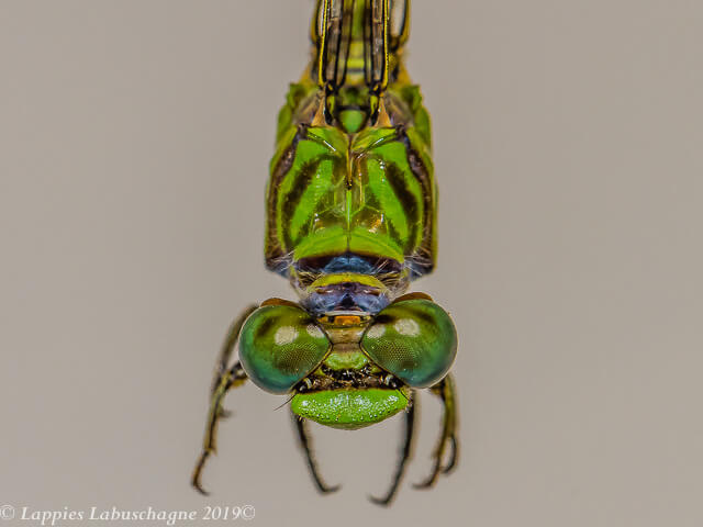 Paragomphus genei Common Hooktail Male Thorax Dorsal view 100 2492 Paragomphus genei Common Hooktail Male Ndumo KZN RSA Mch 2019r 14
