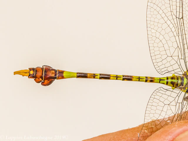 Paragomphus genei Common Hooktail Male 100 2496 Paragomphus genei Common Hooktail Male Ndumo KZN RSA Mch 2019r 19