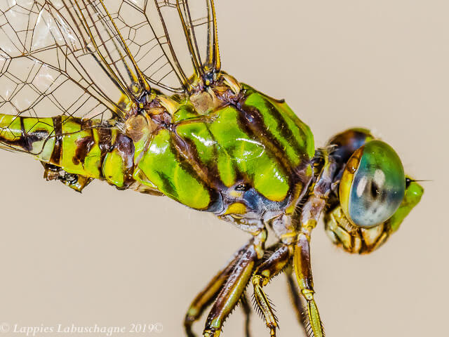 Paragomphus genei Common Hooktail Male Thorax Lateral View 100 2492 Paragomphus genei Common Hooktail Male Ndumo KZN RSA Mch 2019r 14