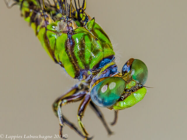 Common Hooktail (Paragomphus genei ) Male Dorsal thorax View 100 952 Paragomphus genei Common Hooktail Male Ndumo KZN RSA Mch 2019r 9