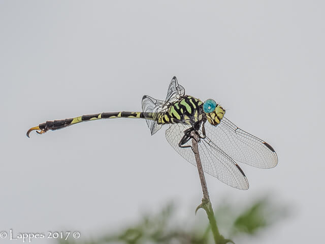 Paragomphus magnus, Great_Hooktail Male