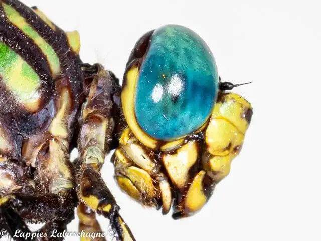 100 1804 Paragomphus magnus Great Hooktail Male Ndumu Mch 2017r 1
