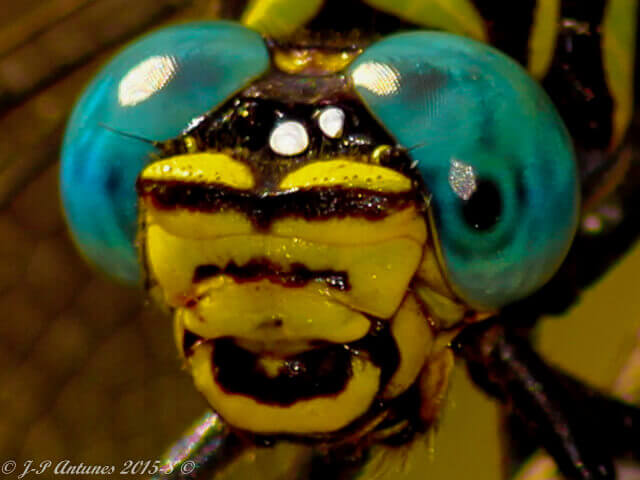 Paragomphus magnus Great Hooktail Male Face 107 520 Great Hooktail 1 3