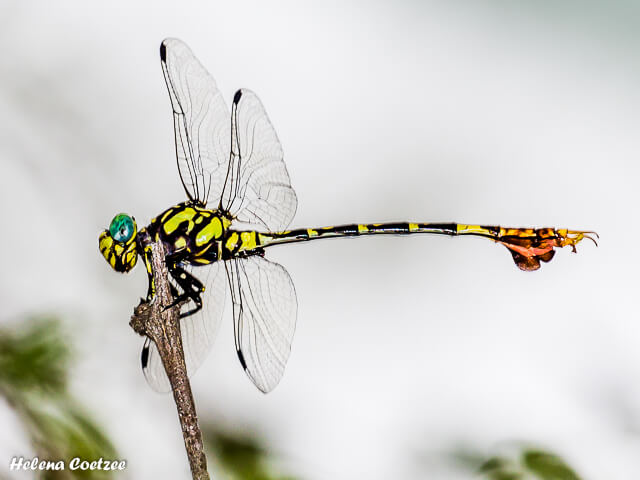 Paragomphus sabicus Flapper Hooktail, Male Paragomphus sabicus Flapper Hooktail, Male