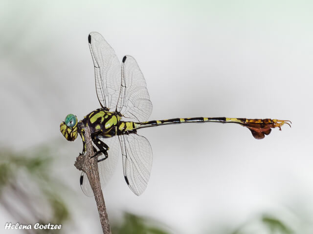 Paragomphus sabicus. Flapper Hooktail Male 102 533 2016 12 20 flapper 2