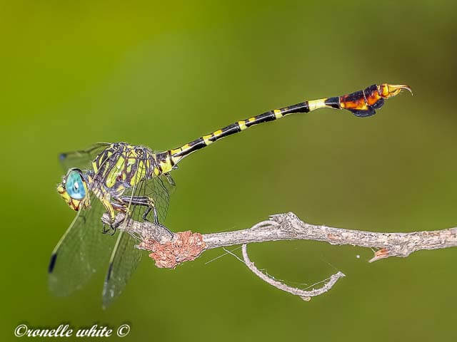 107 601 Paragomphus sabicus Flapper Hooktail Male Phalaborwa MP RSAf