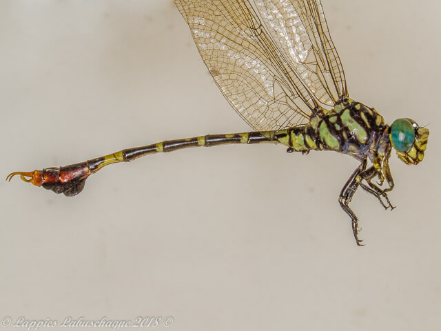 Paragomphus sabicus Flapper Hooktail Male Close up 100 1907 Paragomphus sabicus Flapper Hooktail Male Close up Ndumo KZN RSA Mch 2018r 1