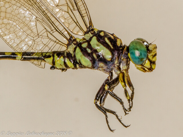 100 1908 Paragomphus sabicus Flapper Hooktail Male Close up Ndumo KZN RSA Mch 2018r 2