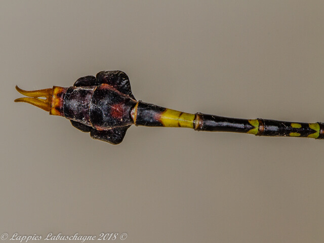 Paragomphus sabicus Flapper Hooktail Male Abdomen Lateral view 100 1918 Paragomphus sabicus Flapper Hooktail Male Close up Ndumo KZN RSA Mch 2018r 32